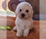 Small #1 Maltipoo