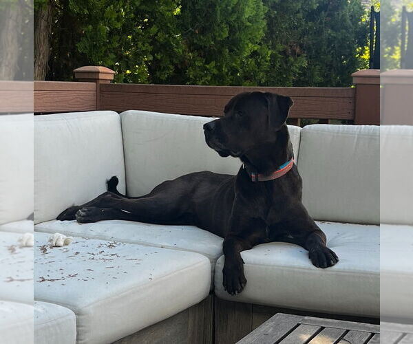Medium Photo #8 Labrottie Puppy For Sale in Salt Lake City, UT, USA