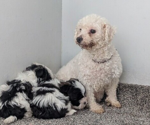 Medium Photo #1 Zuchon Puppy For Sale in GOSHEN, IN, USA