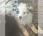 Puppy Itsy Miniature Australian Shepherd