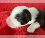 Small #2 Australian Shepherd