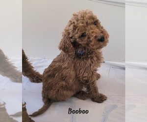 Poodle (Standard) Puppy for sale in WILSON, CT, USA