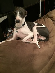 Father of the Italian Greyhound puppies born on 02/28/2018