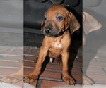 Small #3 Rhodesian Ridgeback