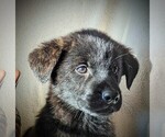 Small #3 Golden Shepherd