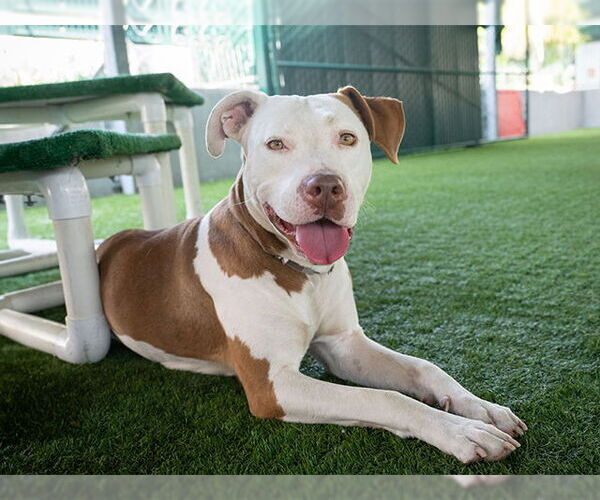 Medium Photo #3 American Pit Bull Terrier Puppy For Sale in Pasadena, CA, USA