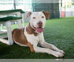 Small #2 American Pit Bull Terrier