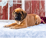 Small Photo #58 Mastiff Puppy For Sale in WAKARUSA, IN, USA