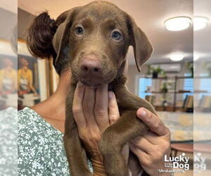 Dachshund-Spaniel Mix Dogs for adoption in Washington, DC, USA