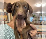 Small Dachshund-Spaniel Mix