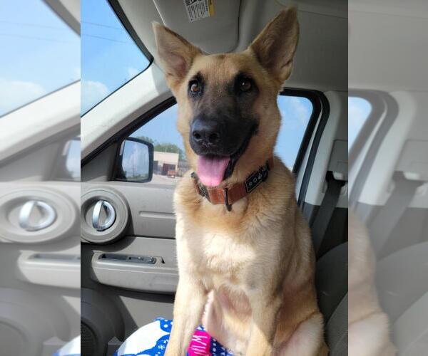 Medium Photo #4 German Shepherd Dog-Unknown Mix Puppy For Sale in San Leon, TX, USA