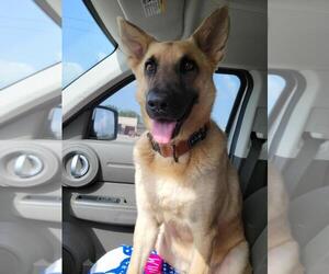 Irwin - Male German Shepherd Dog-Unknown Mix Dog for Adoption - Photo #4
