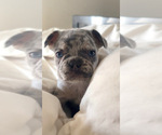 Puppy Sapphire French Bulldog