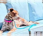 Small #2 Dalmatian-German Shorthaired Pointer Mix