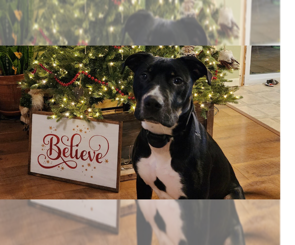 Medium Photo #10 Mutt Puppy For Sale in Foristell, MO, USA