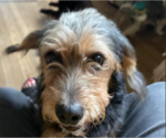 Small #1 Mutt
