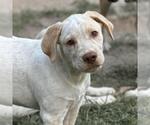 Small #3 Labrador Retriever Mix