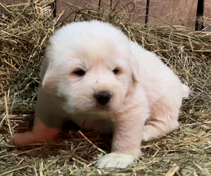 Great Pyrenees Puppy for sale in WYTHEVILLE, VA, USA