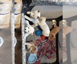 Small Photo #10 Shiba Inu Puppy For Sale in CAMERON, MO, USA
