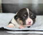 Small #29 Pembroke Welsh Corgi