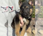 Small #3 German Shepherd Dog Mix