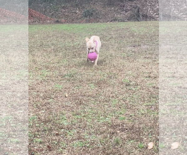 Medium Photo #3 American Pit Bull Terrier-Staffordshire Bull Terrier Mix Puppy For Sale in Ball Ground, GA, USA