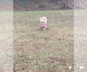 Monday - Female American Pit Bull Terrier-Staffordshire Bull Terrier Mix Dog for Adoption - Photo #3