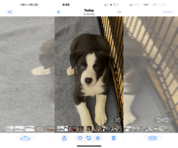 Medium Photo #1 Border Collie Puppy For Sale in EATONVILLE, WA, USA