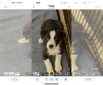 Puppy Puppy 3 WF Border Collie