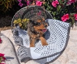 Small #7 Cavapoo