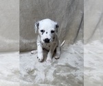 Small #3 Dalmatian