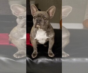 Mother of the French Bulldog puppies born on 11/05/2019