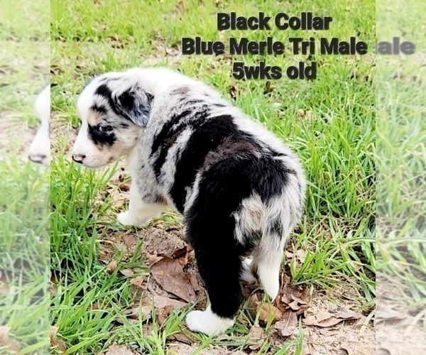 Medium Photo #12 Border Collie Puppy For Sale in ELMENDORF, TX, USA