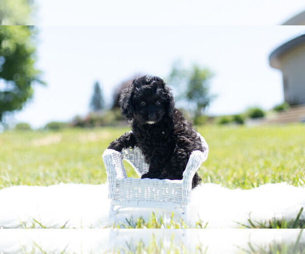 Medium Photo #8 Cavapoo Puppy For Sale in WARSAW, IN, USA