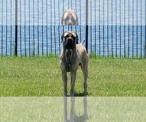 Father of the Mastiff puppies born on 07/31/2023