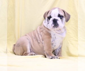 English Bulldog Puppy for sale in LITTLE ELM, TX, USA
