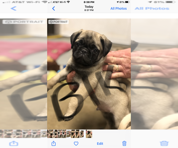 Medium Photo #3 Pug Puppy For Sale in FAIRCHILDS, TX, USA