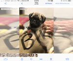 Small Photo #3 Pug Puppy For Sale in FAIRCHILDS, TX, USA
