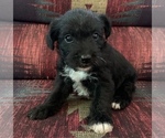 Small Photo #1 Jack-A-Poo Puppy For Sale in REBERSBURG, PA, USA