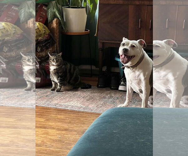 Medium Photo #5 American Pit Bull Terrier Puppy For Sale in Cape May, NJ, USA