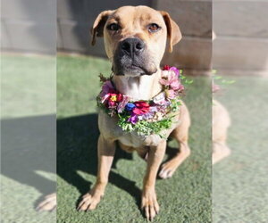 Mutt Dogs for adoption in Lakewood, CO, USA