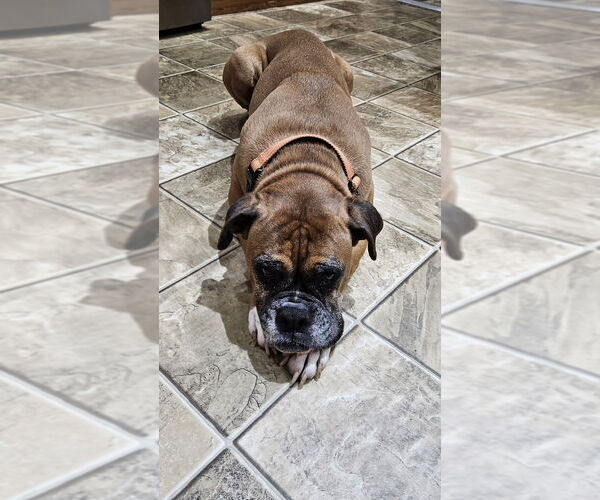 Medium Photo #8 Boxer Puppy For Sale in Austin, TX, USA