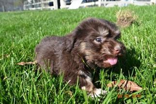 Havanese Puppy for sale in ELKLAND, MO, USA