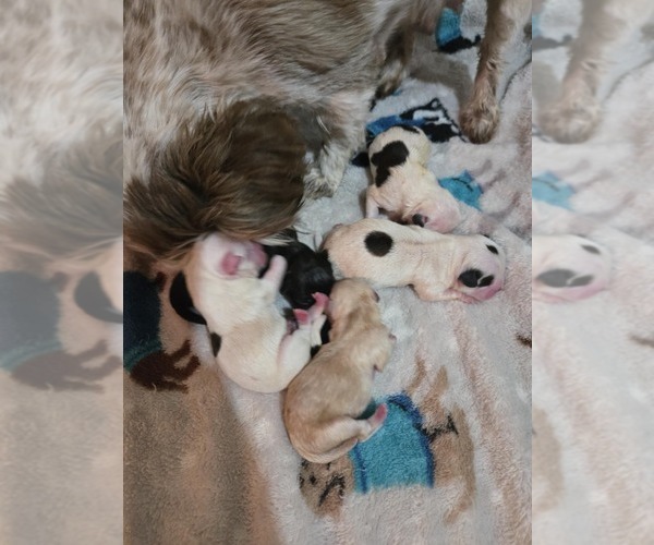 Medium Photo #1 Shorkie Tzu-Yorkshire Terrier Mix Puppy For Sale in YADKINVILLE, NC, USA