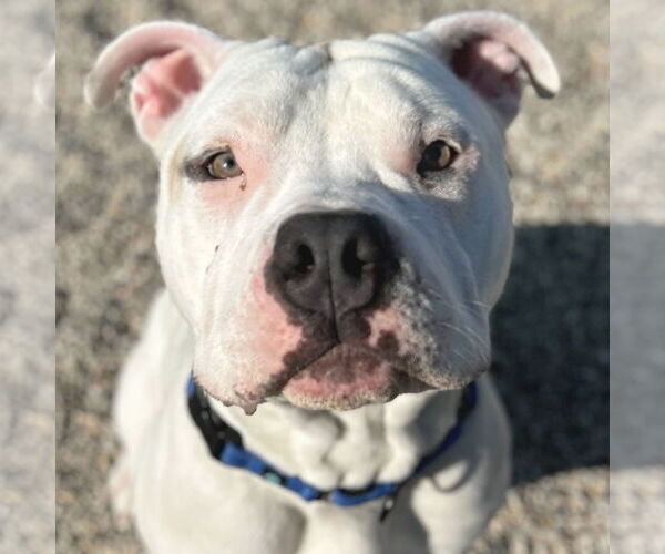 Medium Photo #1 American Bulldog-Unknown Mix Puppy For Sale in Jefferson, WI, USA