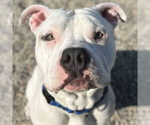 American Bulldog-Unknown Mix Dogs for adoption in Jefferson, WI, USA