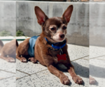 Yogi - Male Chihuahua Dog for Adoption - Small photo