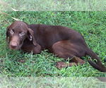 Small #3 Labrador Retriever Mix