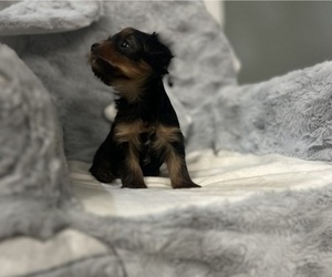 Yorkshire Terrier Puppy for Sale in HARDEEVILLE, South Carolina USA