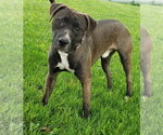 Small #3 Bullmastiff Mix